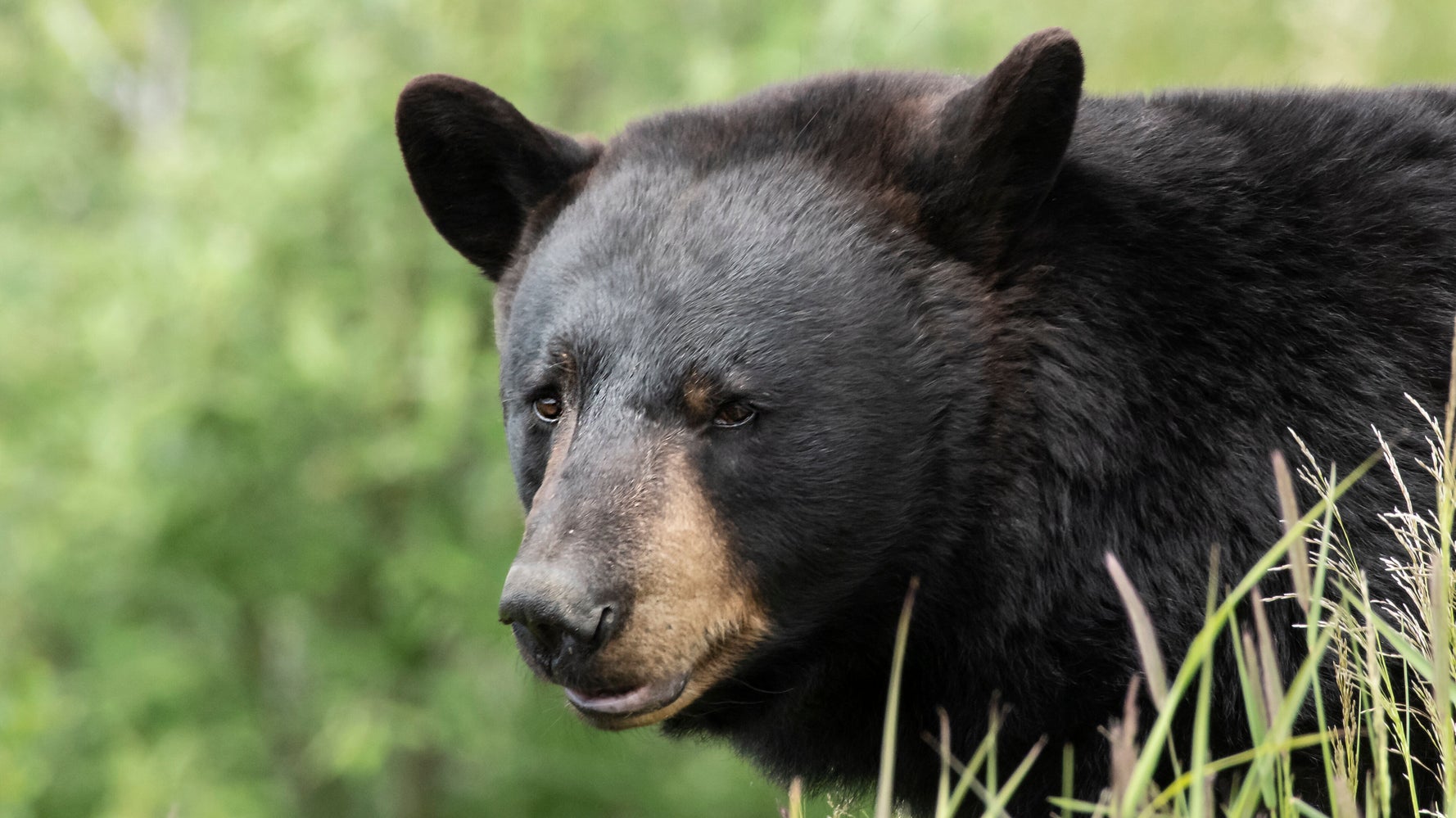 Colorado Woman Killed In Apparent Bear Attack While Walking Her Dogs