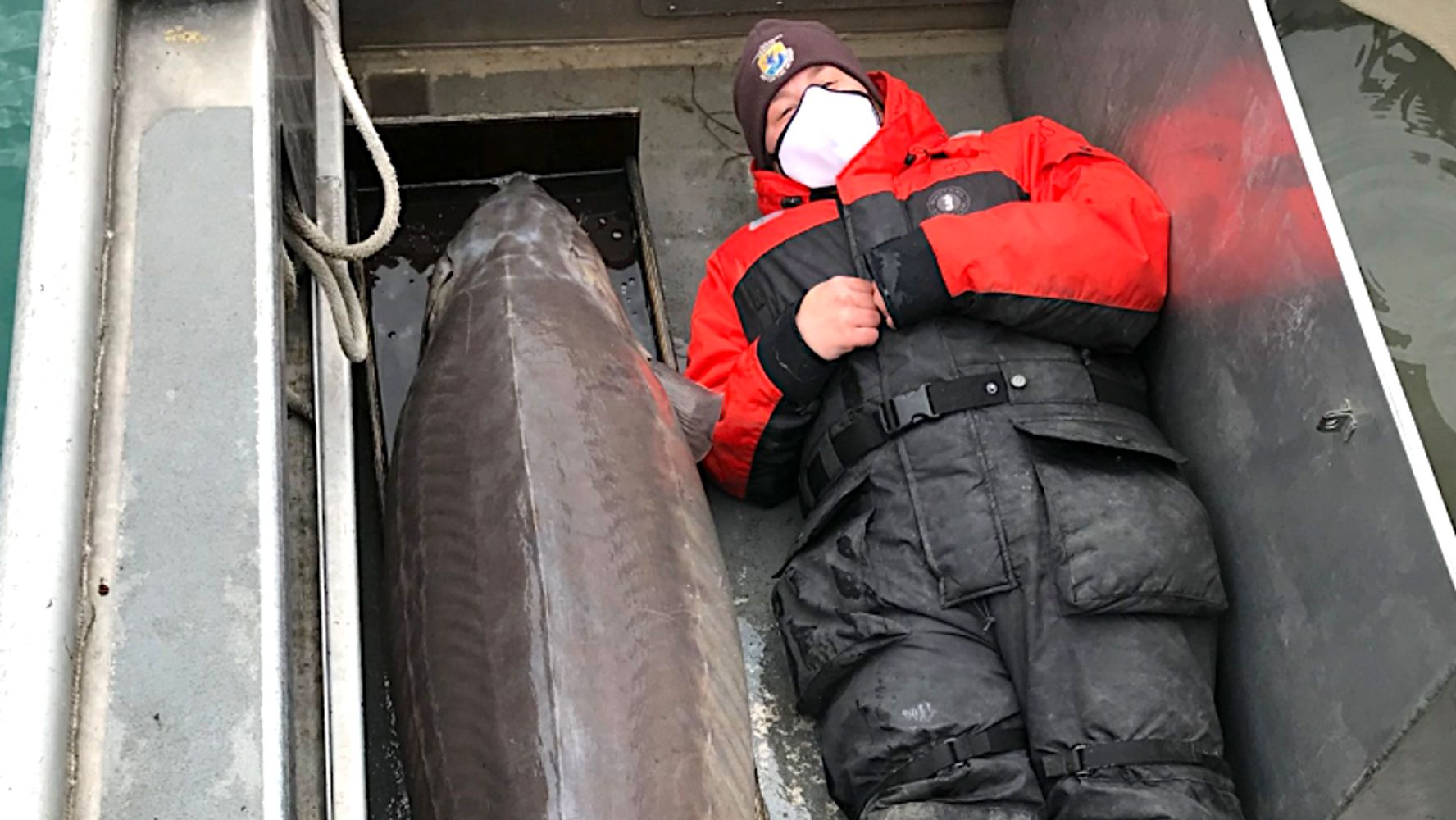 A Sturgeon As Big As A Pro Basketball Center Reeled In From Detroit River