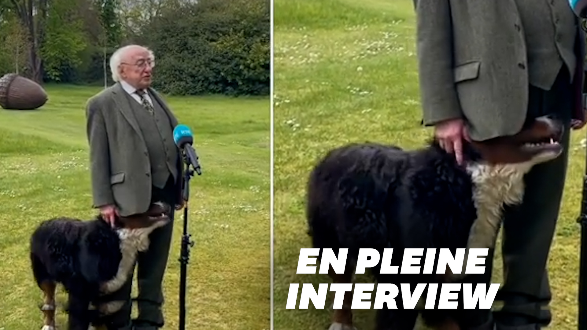 Le chien du président irlandais ne voulait pas le laisser finir son entrevue