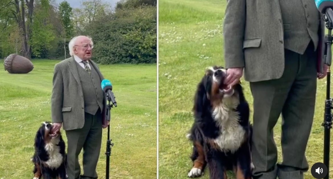 神妙なインタビュー中 手をはむはむ アイルランド大統領の愛犬がお茶目すぎると話題 癒し動画 ハフポスト News
