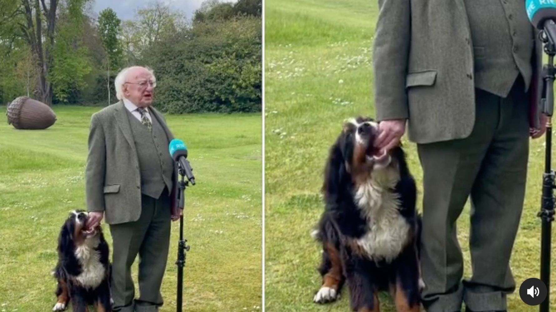 神妙なインタビュー中 手をはむはむ アイルランド大統領の愛犬がお茶目すぎると話題 癒し動画 ハフポスト News