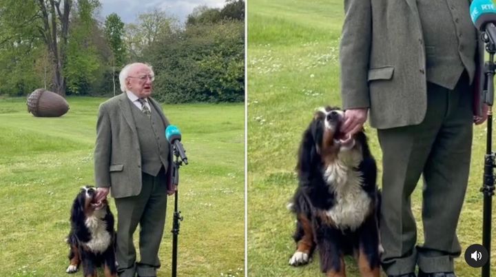 神妙なインタビュー中 手をはむはむ アイルランド大統領の愛犬がお茶目すぎると話題 癒し動画 ハフポスト News