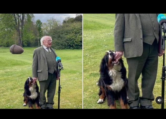 神妙なインタビュー中 手をはむはむ アイルランド大統領の愛犬がお茶目すぎると話題 癒し動画 ハフポスト News