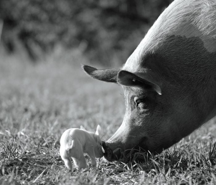 Gunda y un cerdito.