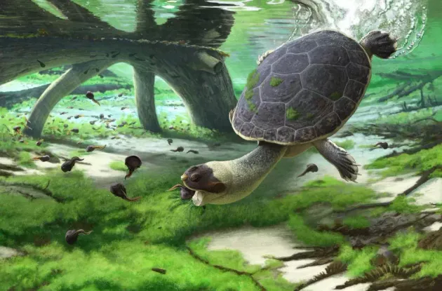 Reconstitution de la tortue-grenouille à bouche rapide (Sahonachelys mailakavava) mangeant des tétards (illustration Andrey Atuchin)