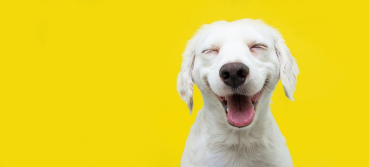 Felicidad canina.