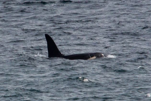 <strong>One of two killer whales that have been spotted off the Cornish coast.</strong>” data-caption=”<strong>One of two killer whales that have been spotted off the Cornish coast.</strong>” data-rich-caption=”<strong>One of two killer whales that have been spotted off the Cornish coast.</strong>” data-credit=”Will McEneryPA” data-credit-link-back=”” /></p>
<div class=