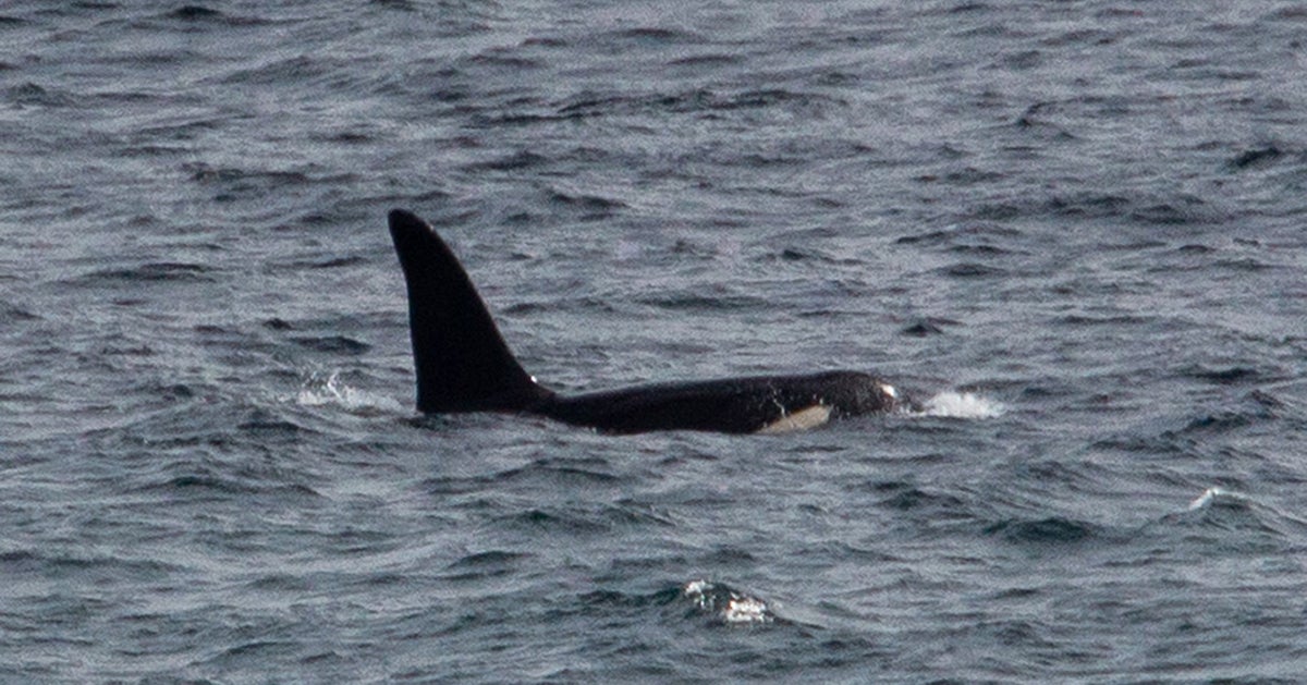 Two 'Rare And Beautiful' Killer Whales Spotted Off The Coast Of Cornwall - Vimarsana News