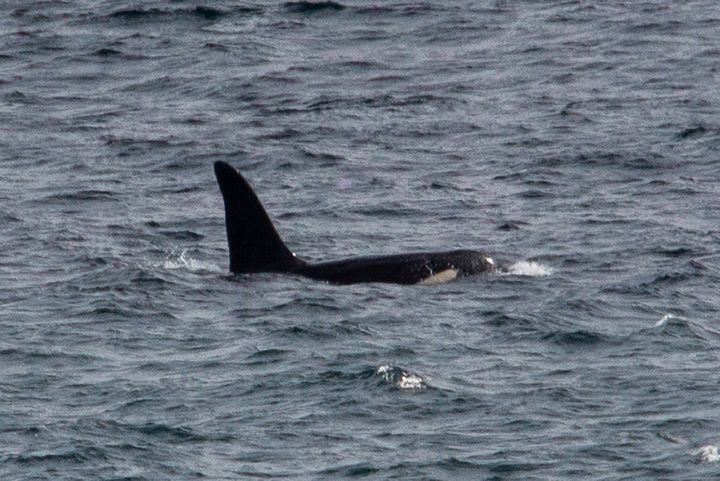 One of two killer whales that have been spotted off the Cornish coast.