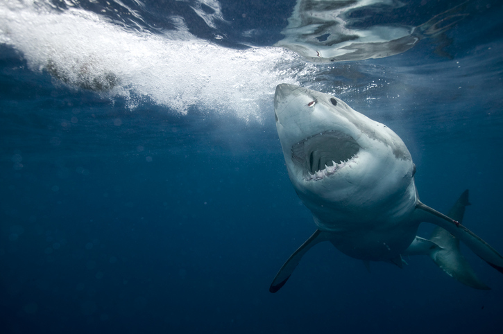 Les requins possèdent un GPS naturel, ils s'orientent grâce au champ magnétique de la Terre