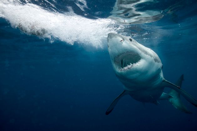 Les requins sont capables de s'orienter grâce au champ magnétique.