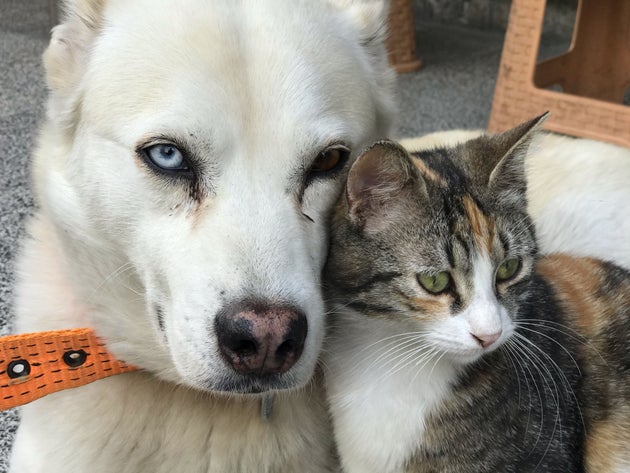 27 Απριλίου 2021, Κωνσταντινούπολη. Ένας σκύλος με το όνομα