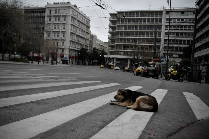 Αδέσποτος σκύλος σε διάβαση πεζών στην πλατεία Συντάγματος. (Photo by LOUISA GOULIAMAKI / AFP) (Photo by LOUISA GOULIAMAKI/AFP via Getty Images)