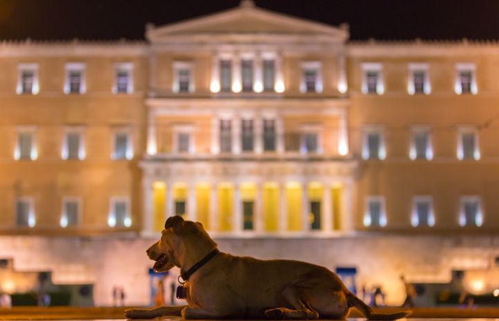 Γνωστός και ως "Λουκάνικος", ένας από τους αδέσποτους σκύλους που λάτρεψαν και οι διαδηλωτές στο κέντρο της Αθήνας. Εδώ με φόντο τη Βουλή.