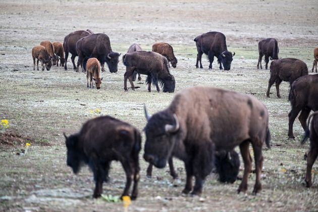 Plus de 45.000 personnes se sont portées volontaires pour tuer 12 bisons dans le parc du Grand Canyon, à la demande des autorités