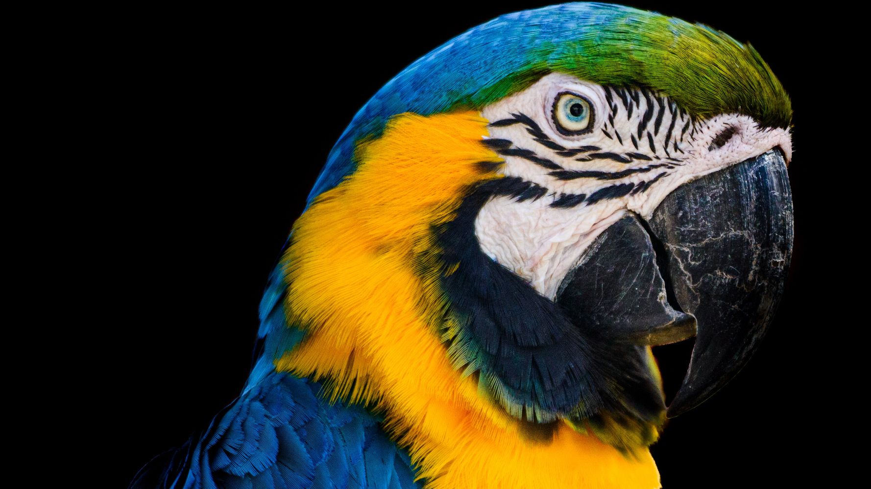 Last Wild Macaw In Rio De Janeiro Visits Zoo Every Day