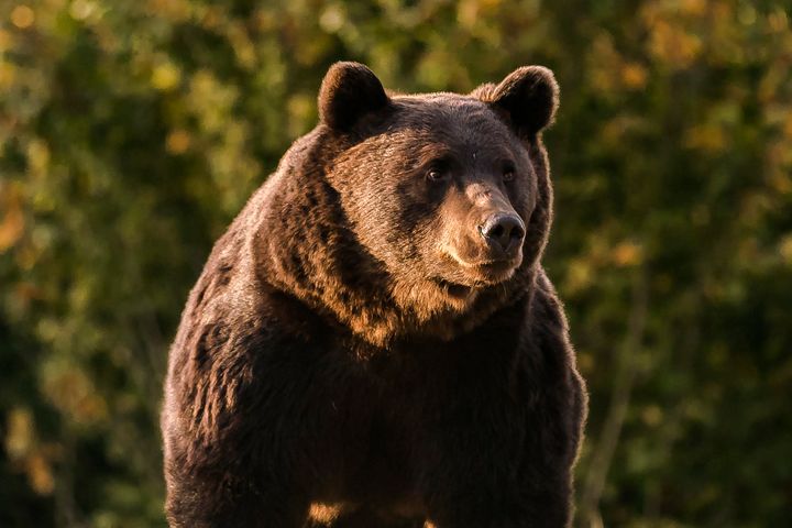 In this Oct. 2019 handout photo provided by NGO Agent Green, Arthur, a 17 year-old bear, is seen in the Covasna county, Romania. (Agent Green via AP)