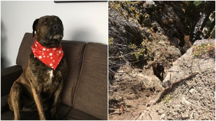 Chevy the dog sporting a fashion-forward scarf (left) and when she was stuck on a ledge above the cliff (right).&nbsp;
