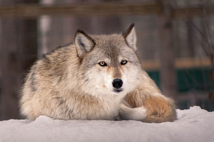 Idaho Gov. Brad Little signed a bill into law this week that will allow the state's wolf population to drop from 1,500 to 150.