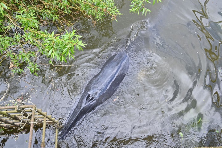 A juvenile Minke whale swims under a bridge at Teddington in south-west London.