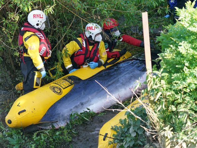 <strong>Members of the RNLI attempt to assist a Minke whale at Teddington Lock.</strong>” data-caption=”<strong>Members of the RNLI attempt to assist a Minke whale at Teddington Lock.</strong>” data-rich-caption=”<strong>Members of the RNLI attempt to assist a Minke whale at Teddington Lock.</strong>” data-credit=”Yui Mok – PA Images via Getty Images” data-credit-link-back=”” /></p>
<div class=