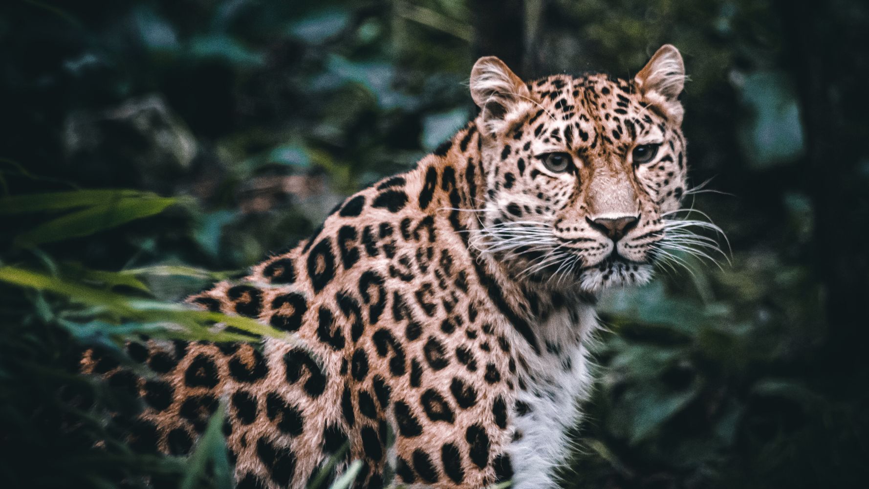 3 Leopards Escaped A Chinese Zoo. The Zoo Didn’t Tell Anyone For Weeks.
