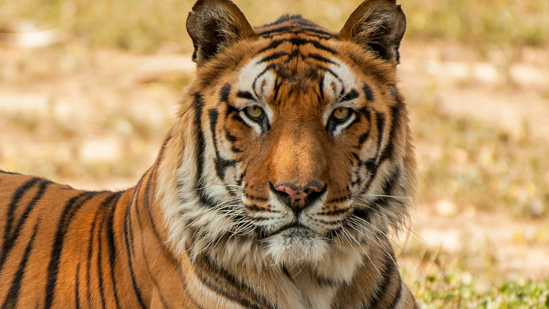 Police Detain Murder Suspect, Can't Find Tiger He Went On The Run With