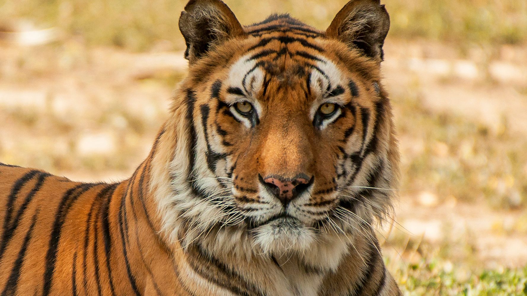 Police Detain Murder Suspect, Can't Find Tiger He Went On The Run With