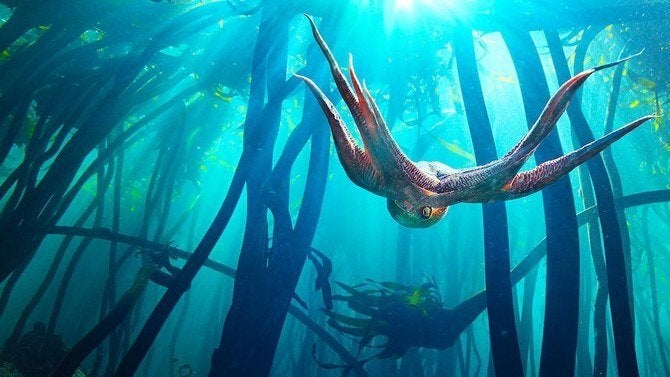 Una escena de 'My Octopus Teacher'.