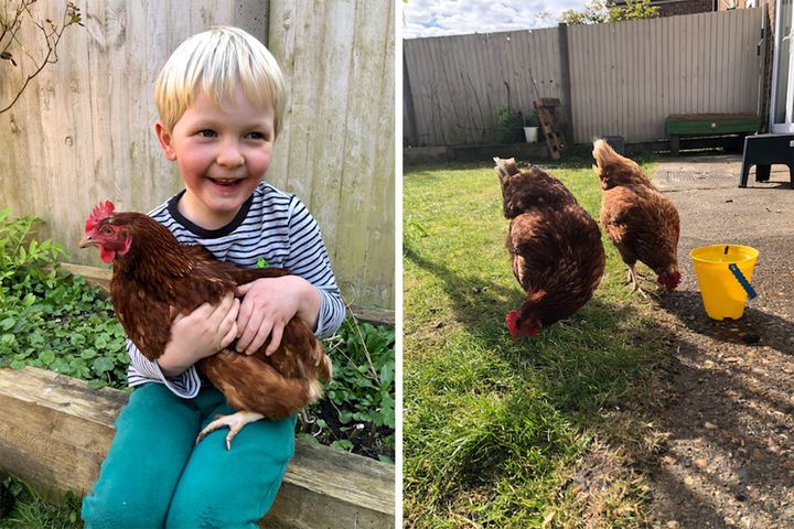 Left: Henry holding one of their hens. Right: Sausage and Digger in action.