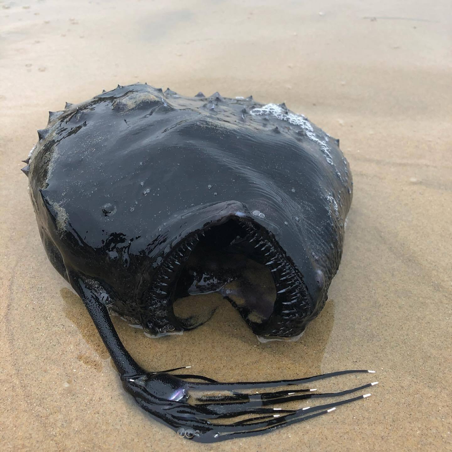 Ce poisson digne d'"Alien" retrouvé échoué sur une plage de Californie