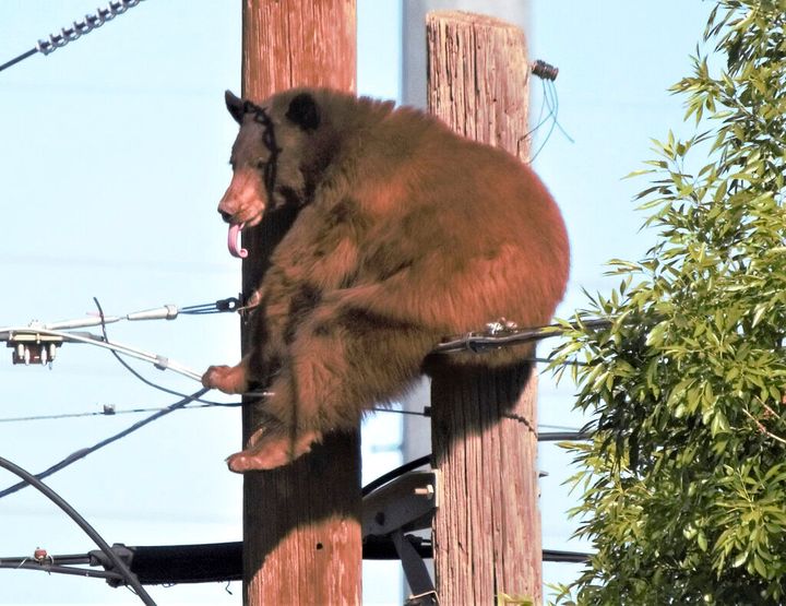 Residents of an Arizona border city were left in disbelief by a surprise visit from a bear.
