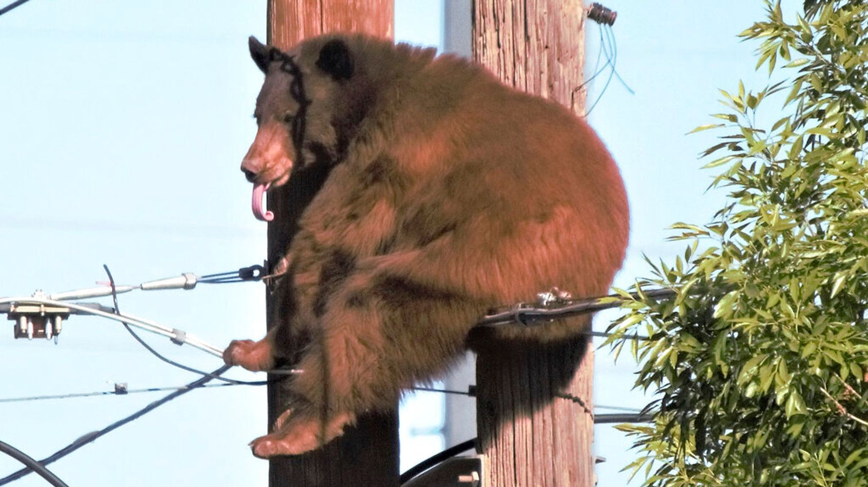 Bear Has Close Call On Utility Poles In Arizona Border City