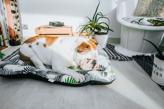 Before you head back to the office, create a safe, comfy place where your pet can have some relaxing alone time. 