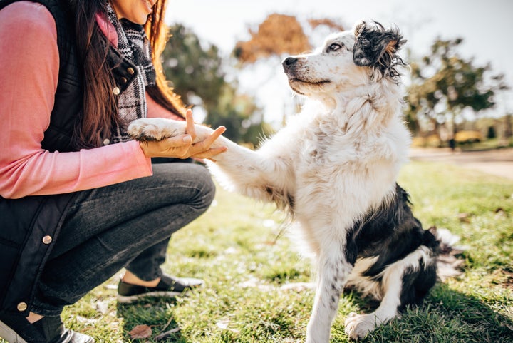 A dog trainer can help you assess how to make the transition back to the office as easy as possible on your pet.