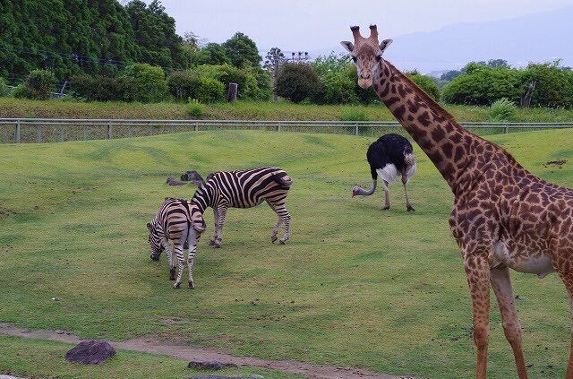 平川動物公園のキリンやシマウマ