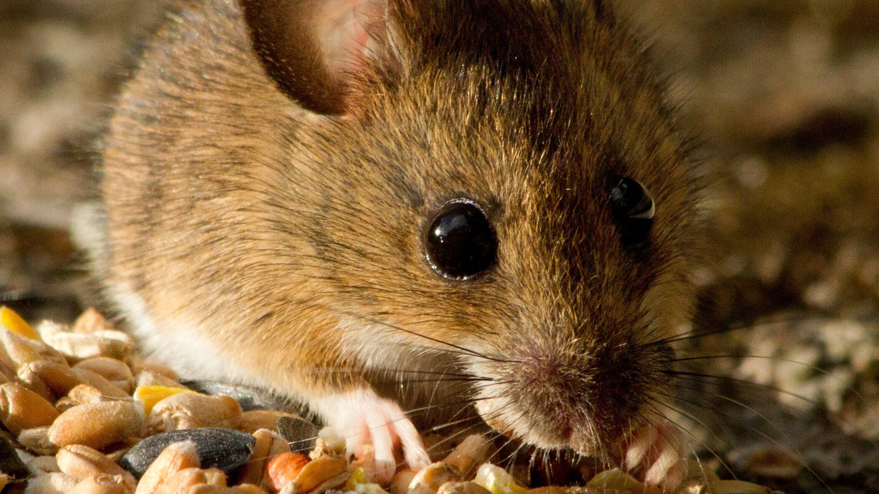 Australia Unveils Weapons Of Mouse Destruction To Tackle Rodent 'Plague' | HuffPost