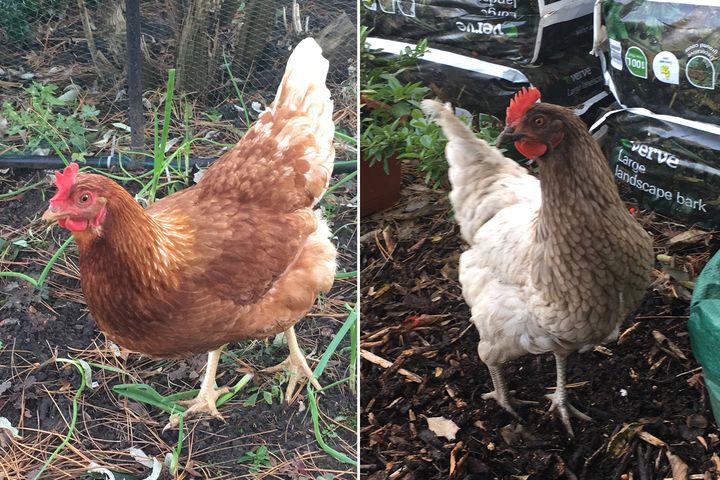 Betty and Dora the hens.