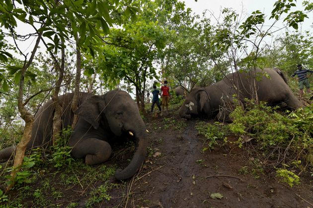 En Inde, au moins 18 éléphants retrouvés morts, a priori tués par la foudre (Photo by Biju BORO / AFP)