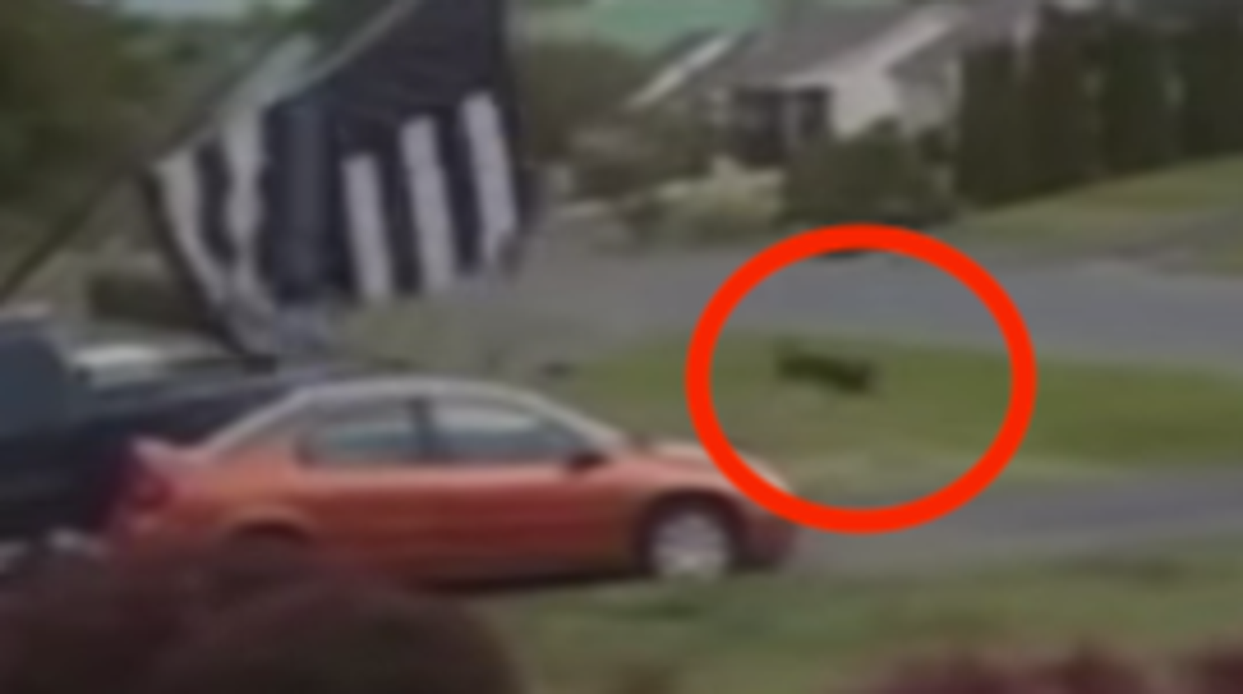 Dust Devil Takes 70-Pound Dog For A Terrifying Spin