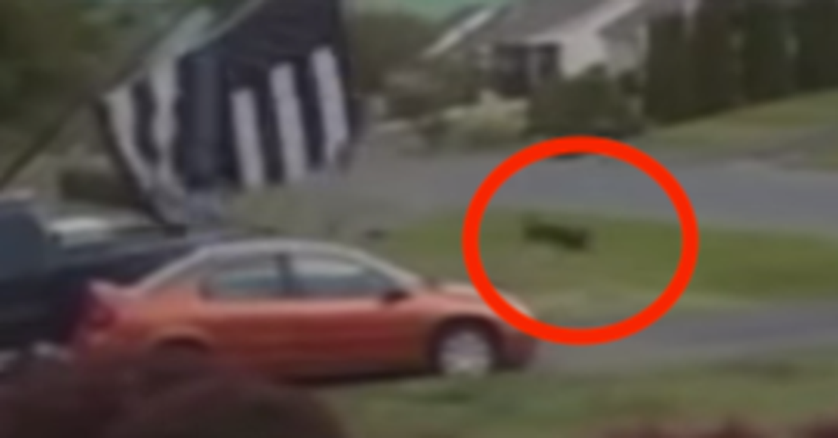 Dust Devil Takes 70Pound Dog For A Terrifying Spin HuffPost Weird News