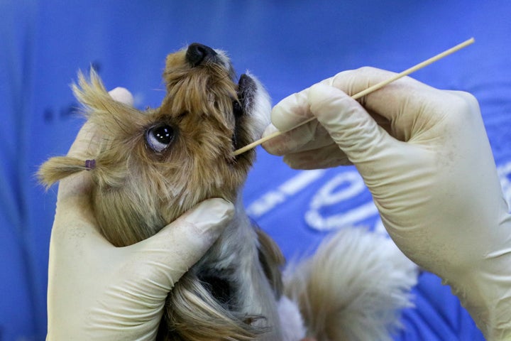 Un veterinario toma una muestra a un perro