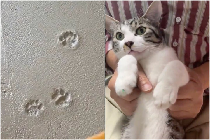 くっきりついた猫の足跡と猫のたーくん