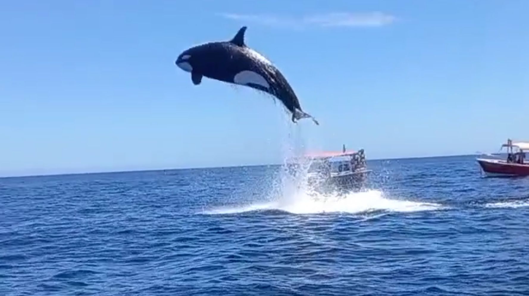This Orca's Vertical Leap Would Blow Away The NBA