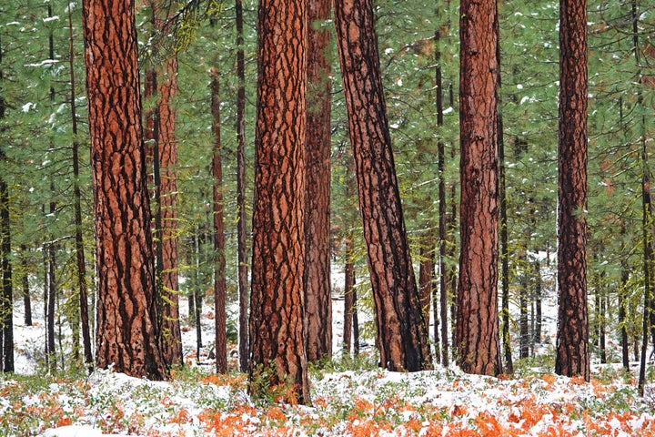 Old-growth ponderosa pines in the Deschutes National Forest in the Cascade Mountains of central Oregon, near the town of Sisters.