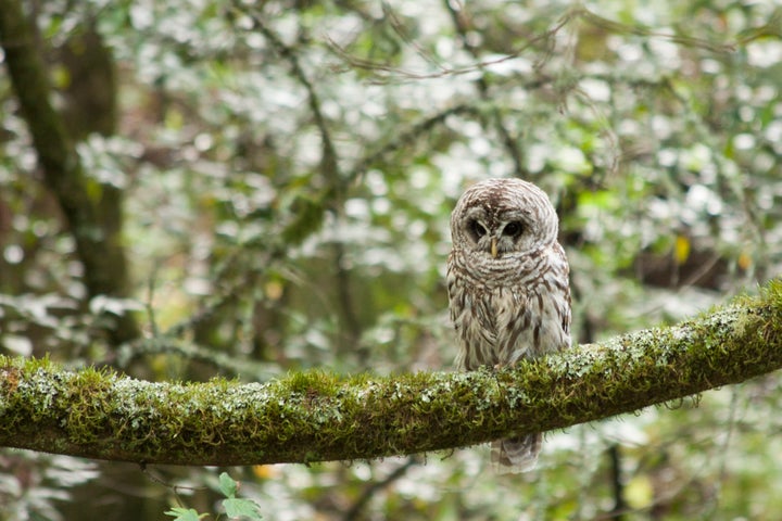 A northern spotted owl perched in a redwood forest. Efforts to save the subspecies led to forest management plans that now ar