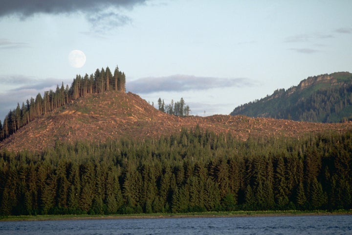 A logging operation leaves a bare swath in Alaska's Tongass National Forest.