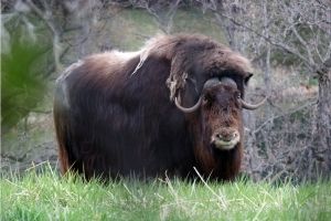 Un bœuf musqué son habitat au zoo du Minnesota.