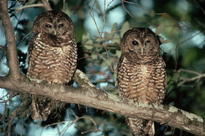 A pair of northern spotted owls.