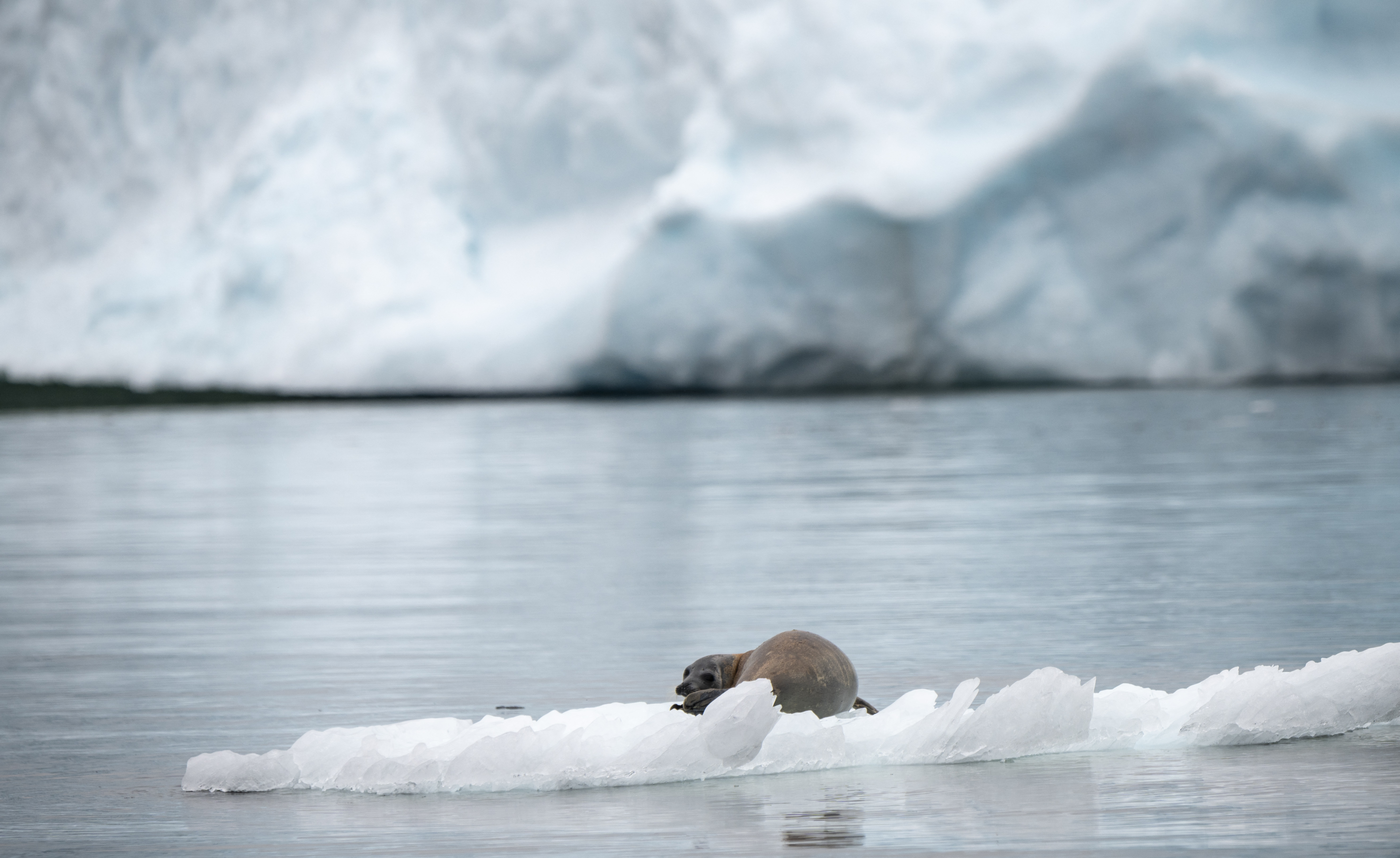 L'Arctique se réchauffe tellement vite que sa banquise pourrait disparaître en été